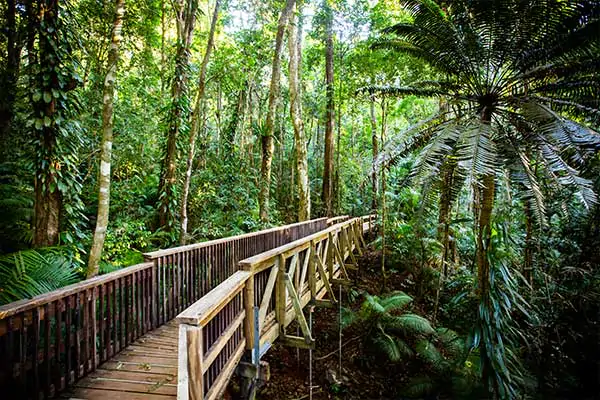 Daintree Rain Forest